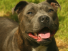 Staffordshire Bull Terrier