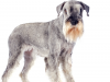 Standard Schnauzers