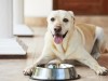 Study Looks at Nutritional Management of Canine Epilepsy 