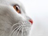 Sudden Onset Blindness in Cats