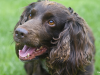 The Sussex Spaniel