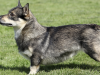 The Swedish Vallhund