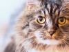 Ten Common Causes of Kidney Disease in Cats