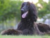 Afghan Hounds