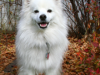 American Eskimo Dog