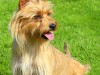 Australian Terrier