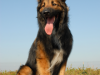 Belgian Tervuren