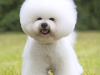 Bichon Frise