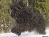 Black Russian Terrier running through the snow