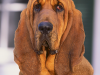 The Bloodhound