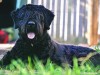 Bouvier des flandres