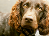 The Boykin Spaniel