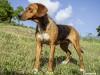 English Foxhound