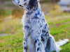 English Setter