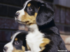 Entlebucher Mountain Dog
