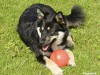 The Finnish Lapphund