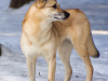 Finnish Spitz