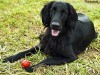 Flat-Coated Retrievers