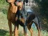 German Pinscher