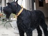 Giant Schnauzers