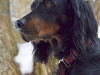 The Gordon Setter