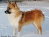 The Icelandic sheepdog