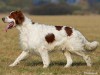 Irish Red and White Setter