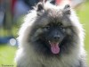 The Keeshond