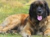 The Leonberger