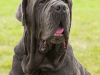 Neapolitan Mastiff