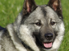 The Norwegian Elkhound