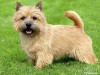 Norwich terriers 