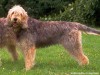 The Otterhound