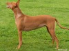 The Pharoah hound