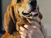 Redbone Coonhound