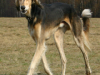 Saluki