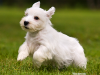 Sealyham Terrier