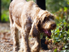 Spinone Italiano