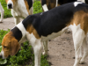 Treeing Walker Coonhound