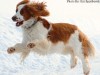 The Welsh Springer Spaniel