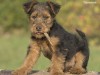 The Welsh Terrier