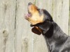 The black and tan coonhound