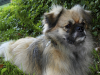 Tibetan Spaniel