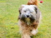 Tibetan Terrier