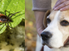 Tick Paralysis in Dogs