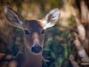 Deer in Woods