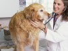 Golden Retriever being examined