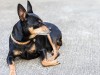 Miniature Pinscher laying down