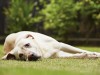 Tremors in Dogs: Could My Dog Be Poisoned?