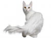 Turkish Angora